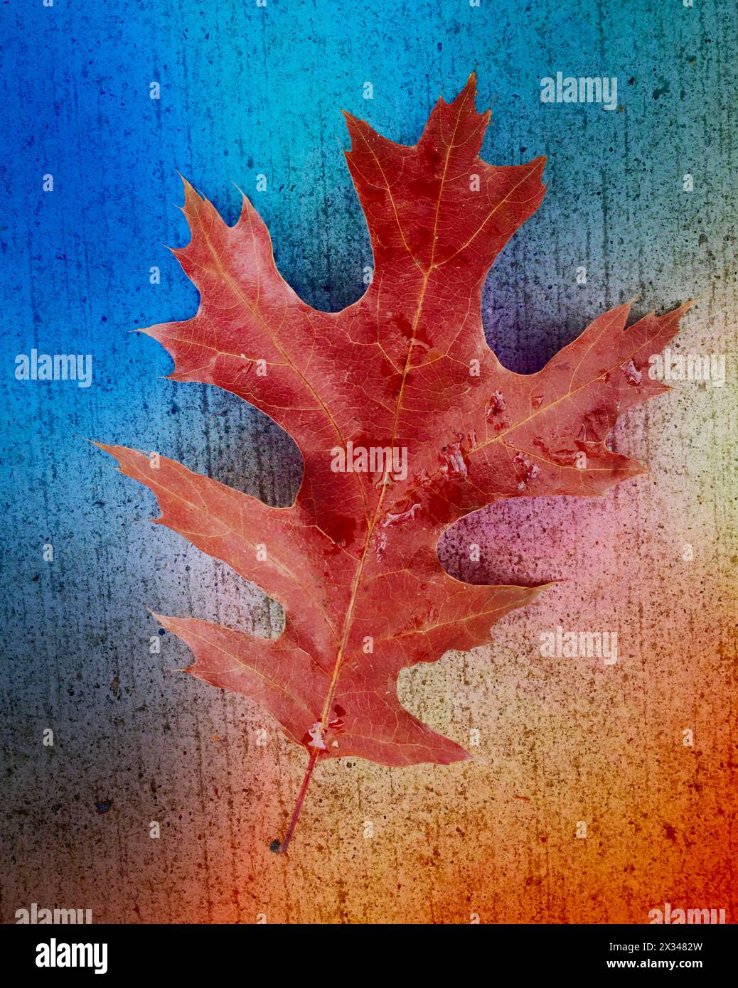 multi color oak leaf Stock Photo