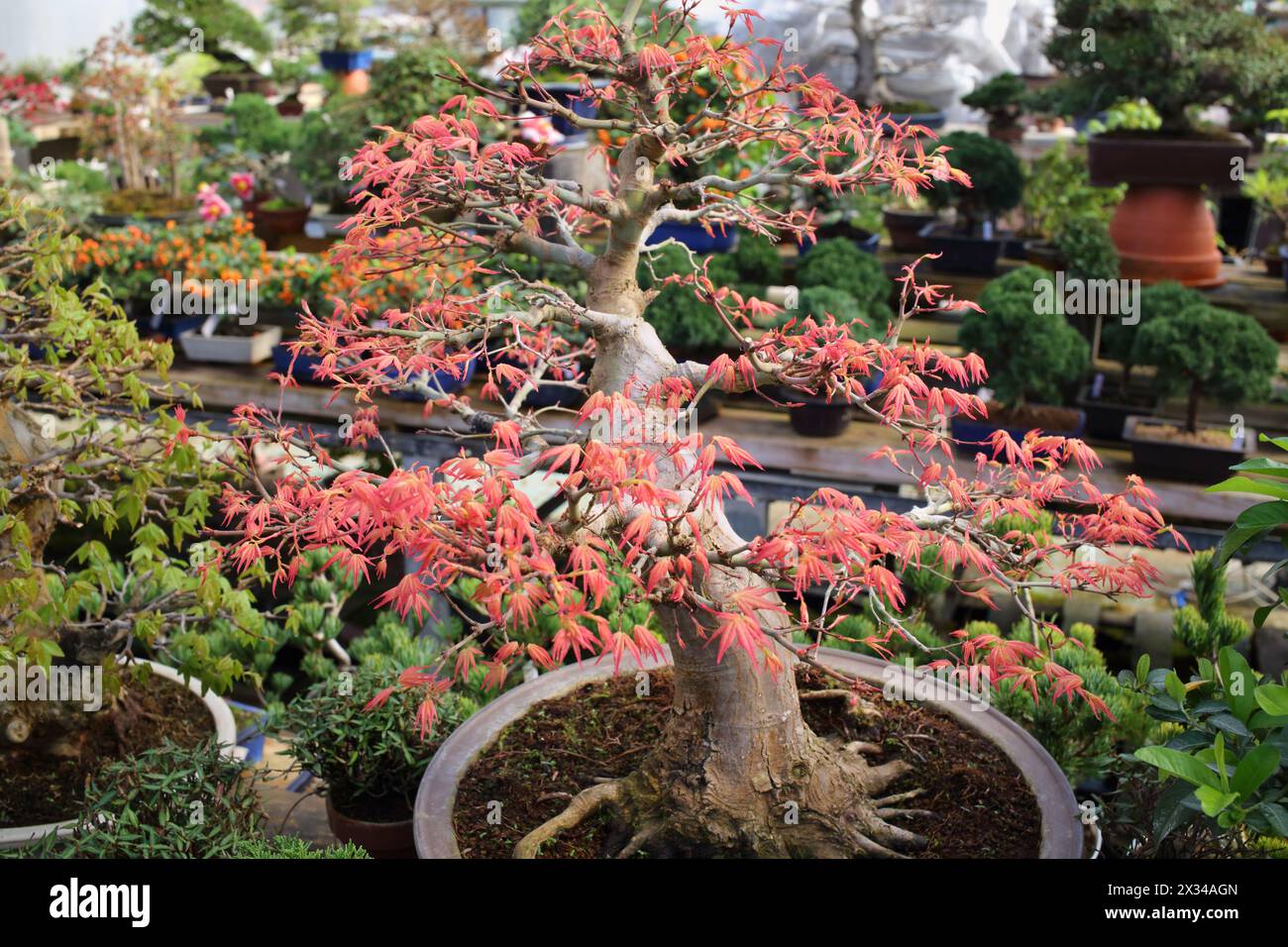 Red maple bonsai thick trunk in a pot Stock Photo