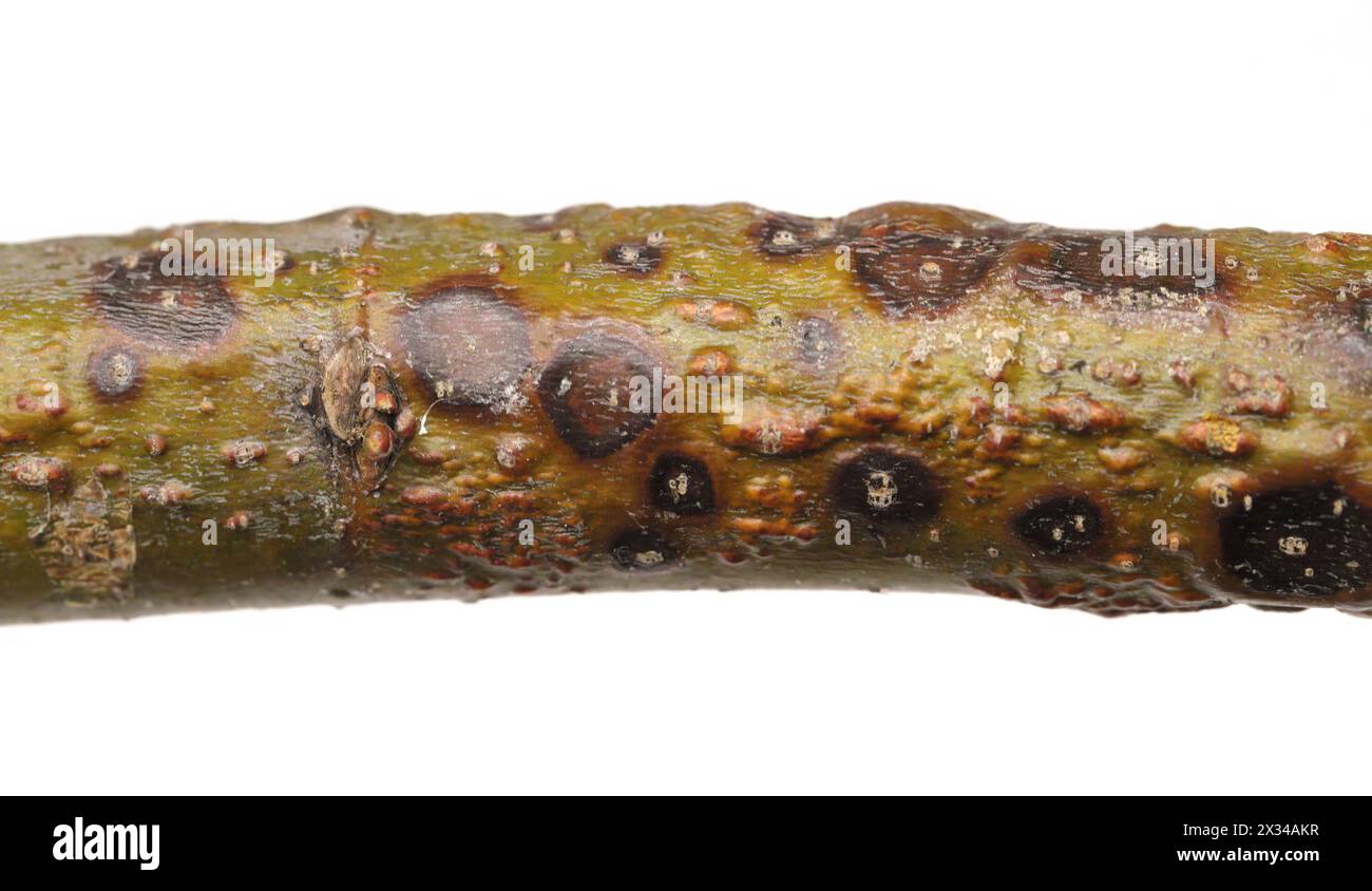 A branch of a linden (Tilia) tree with symptoms of disease - Canker, cancer. Golden Chain (Laburnum) Fusarium Canker. Caused by a complex of fungus. Stock Photo