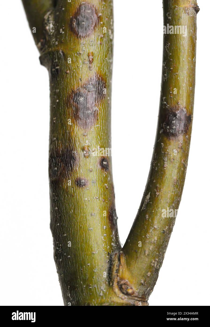 A branch of a linden (Tilia) tree with symptoms of disease - Canker, cancer. Golden Chain (Laburnum) Fusarium Canker. Caused by a complex of fungus. Stock Photo