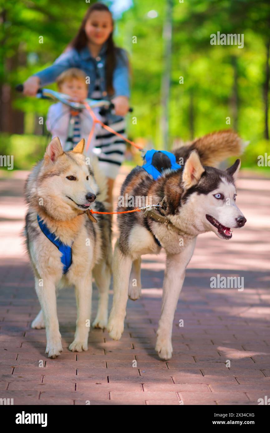 girl and little boy riding on scooter in team of two sled dogs, focus ...
