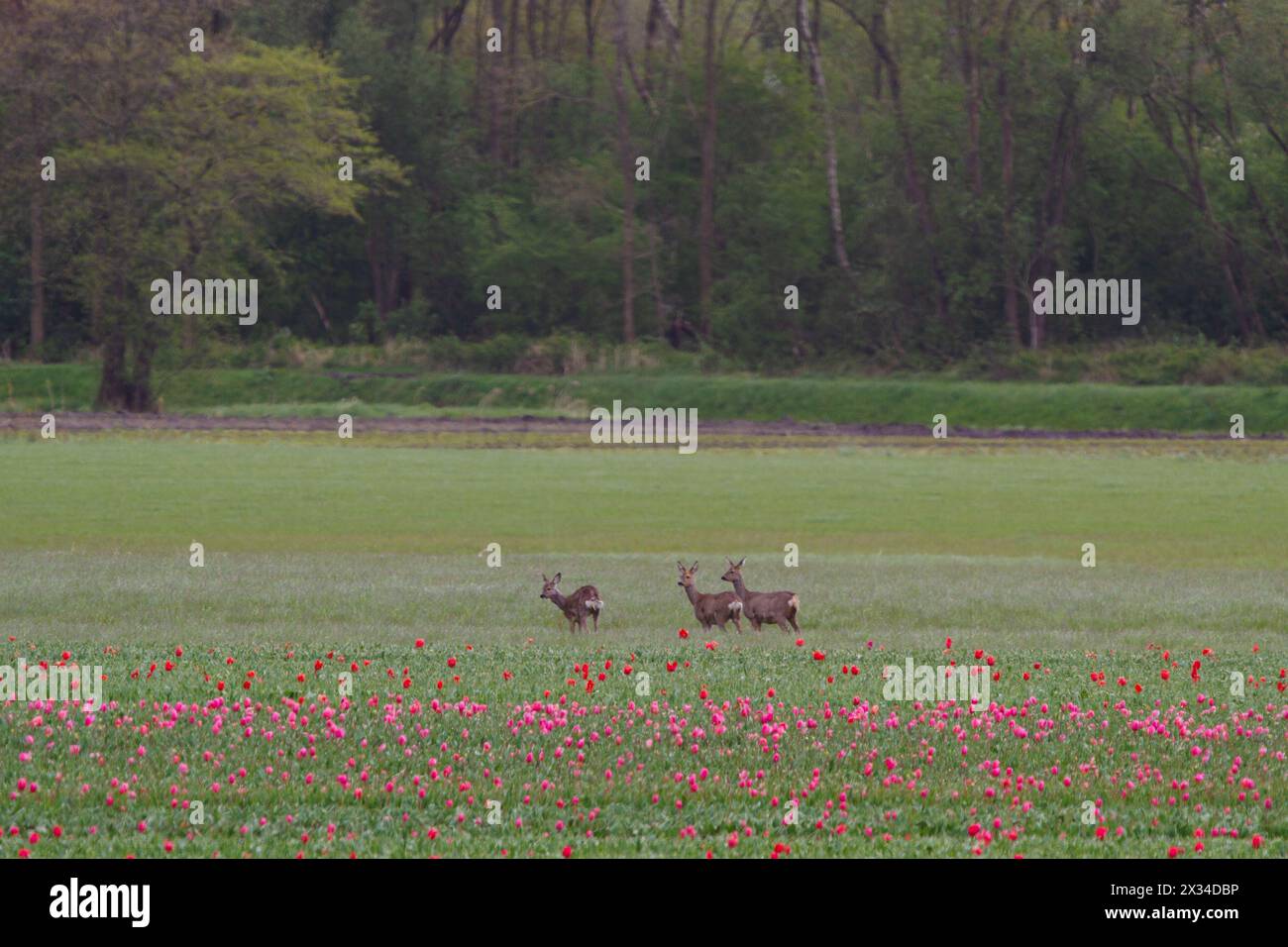 Three deer at the edge of a tulip field Stock Photo