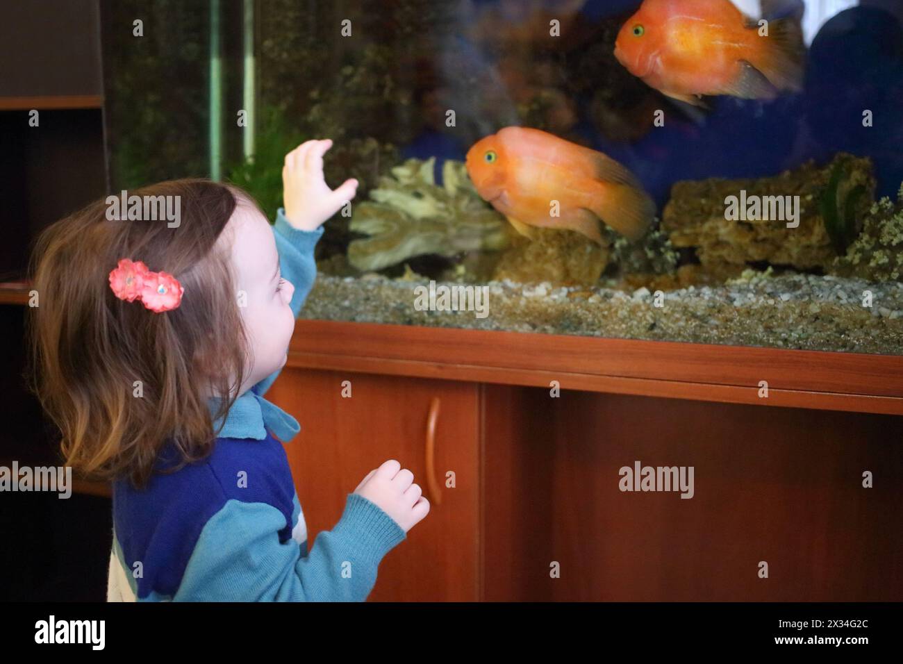 Little girl looks at the big red fish in an aquarium, side view Stock Photo