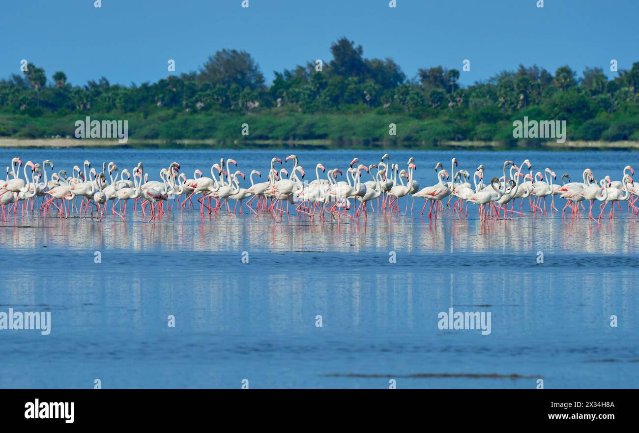 Greater Flamingoes at Pulicat Lake Stock Photo