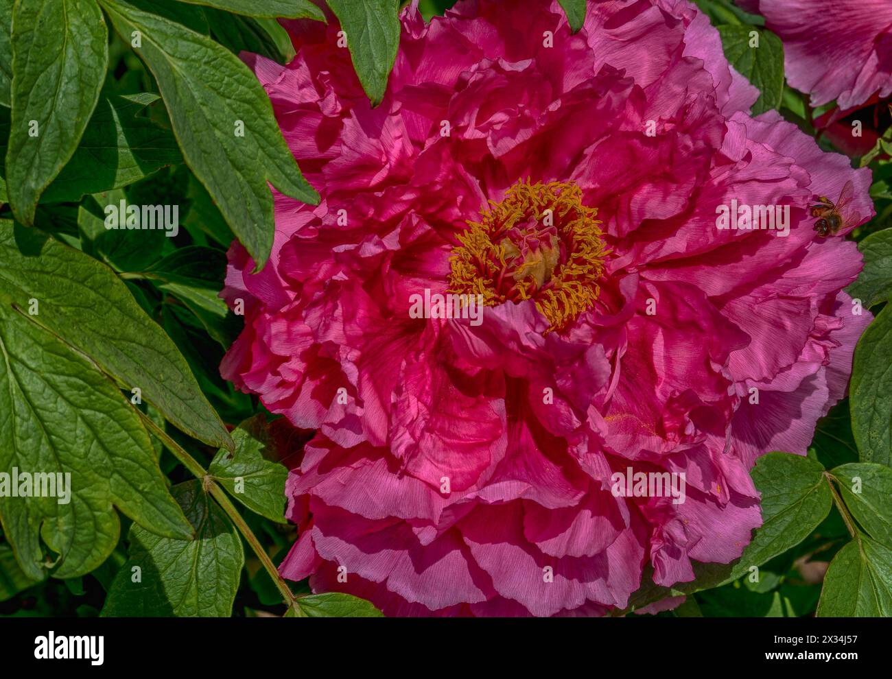 A Peony in full Spring bloom Stock Photo