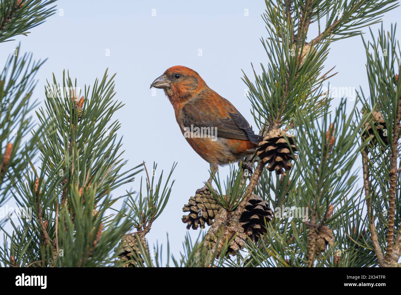 Male Crossbill in a conifer tree Stock Photo