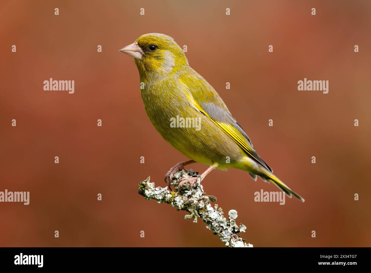 Greenfinch perched on a Lichen covered twig with a red background Stock Photo