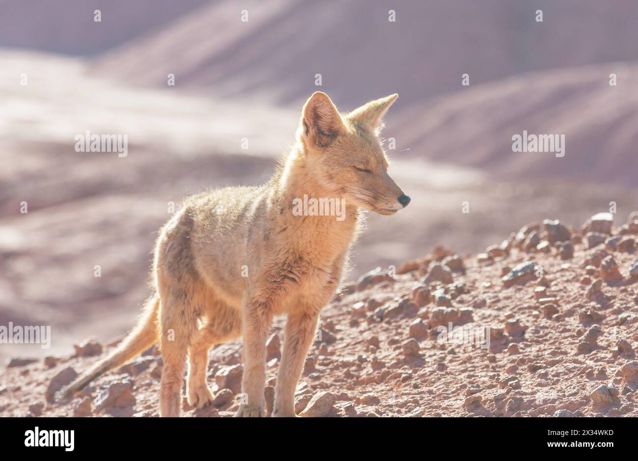South American gray fox (Lycalopex griseus), Patagonian fox, in Patagonia mountains Stock Photo