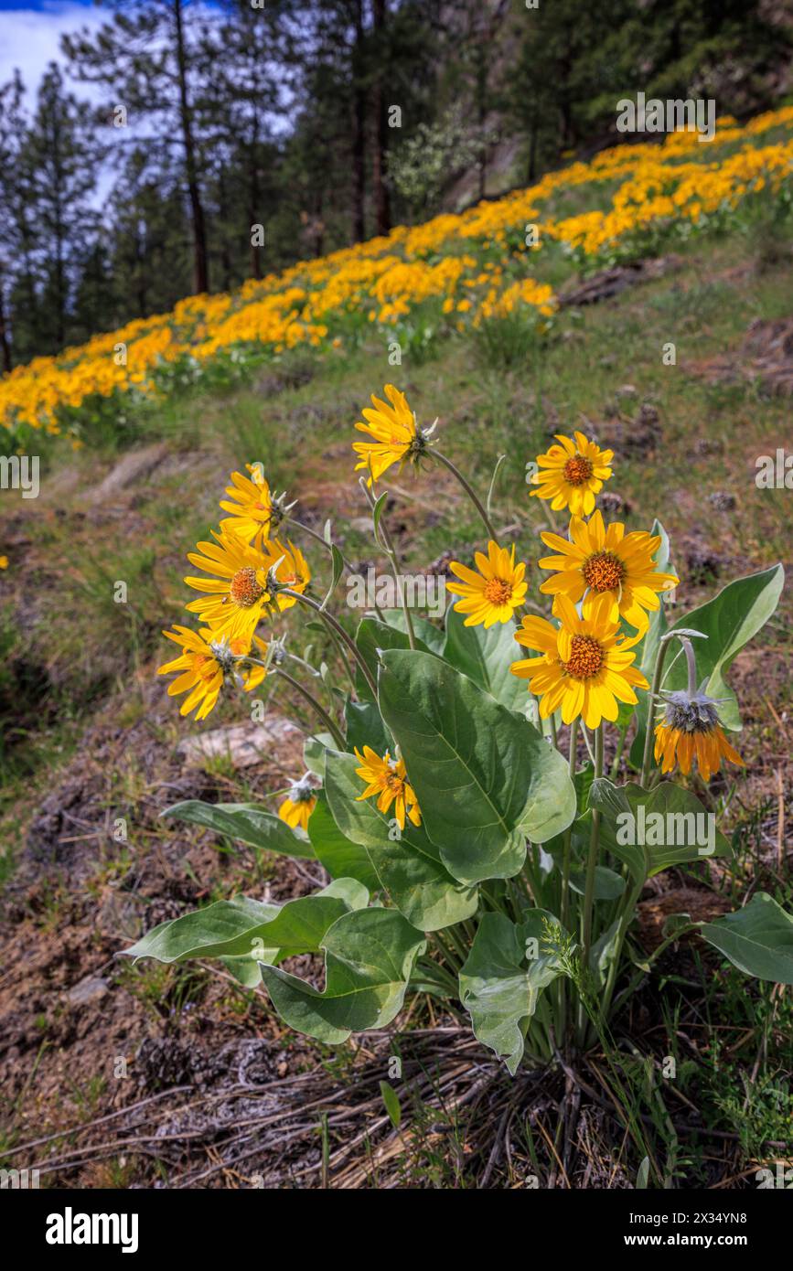 Wildflowers british columbia hi-res stock photography and images - Alamy