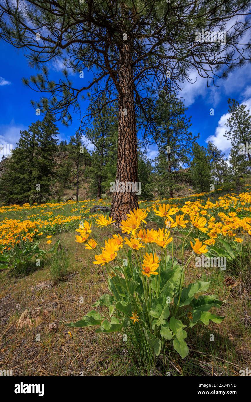 Wildflowers british columbia hi-res stock photography and images - Alamy