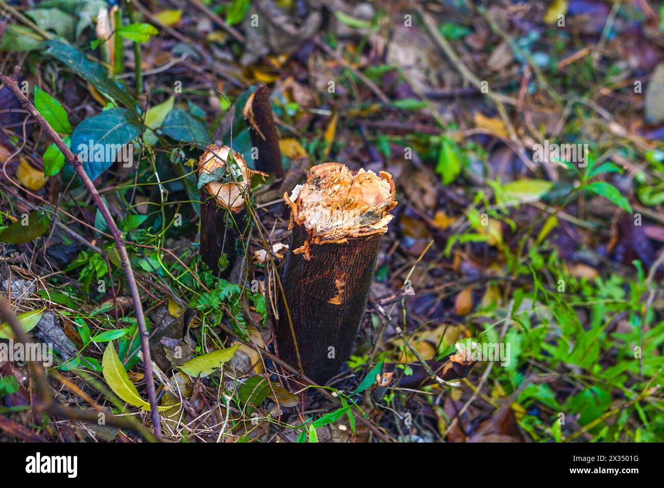 Deforestation or forest clearance (Close up view) Stock Photo