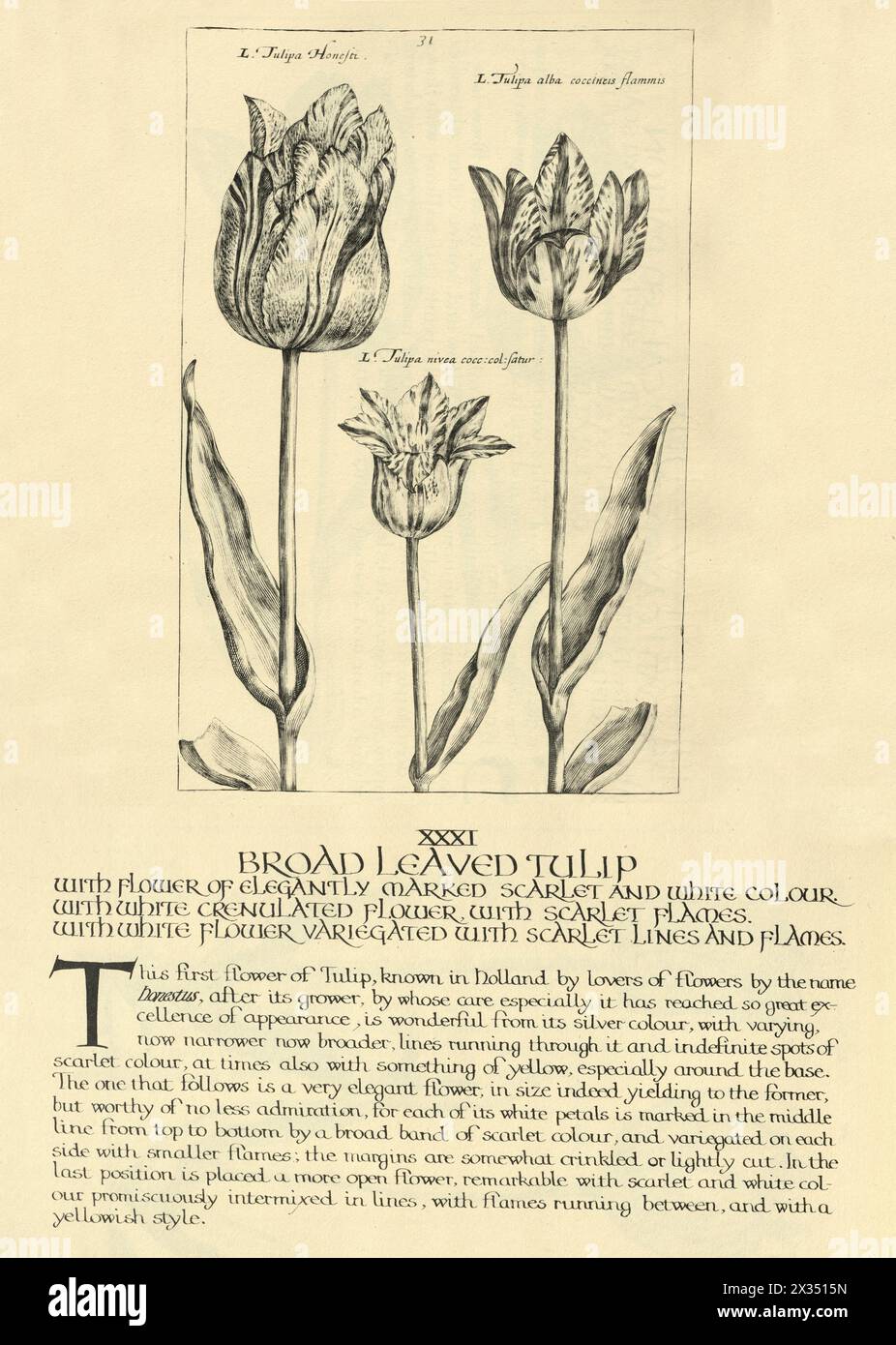 Botanical art print of broad leaved tulip, from Hortus Floridus by Crispin de Passe, Vintage illustration, 17th Century Stock Photo