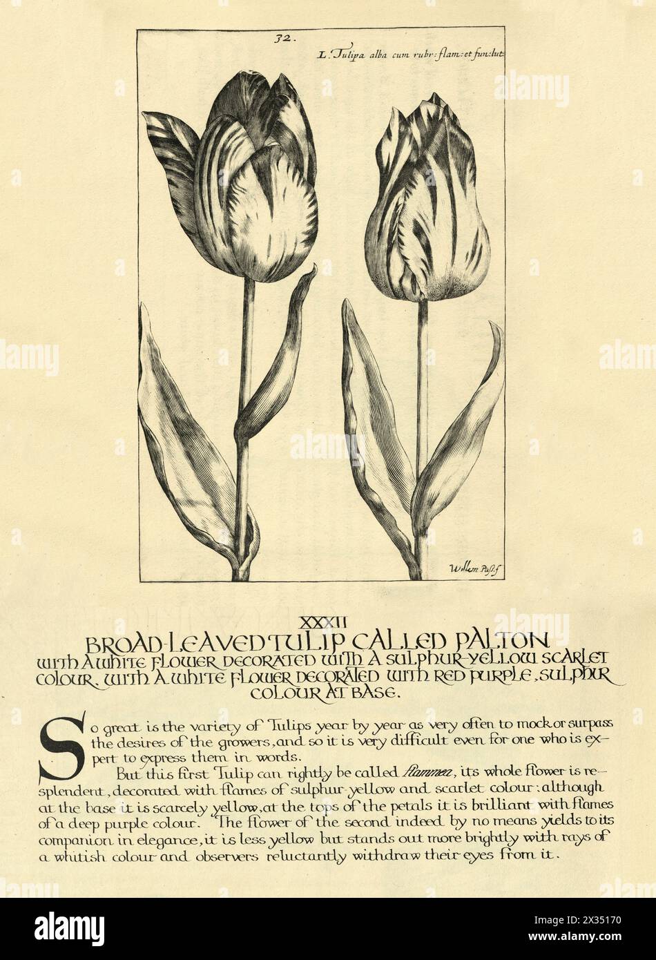 Botanical art print of broad leaved tulip called palton, from Hortus Floridus by Crispin de Passe, Vintage illustration, 17th Century Stock Photo