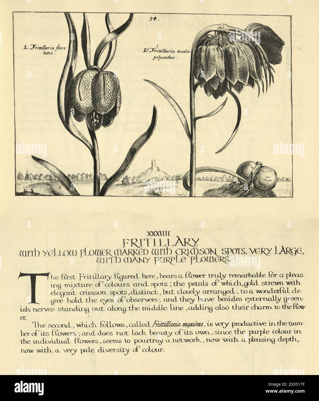 Botanical art print of Fritillary, flowering herbaceous bulbous perennial plants, from Hortus Floridus by Crispin de Passe, Vintage illustration, 17th Century Stock Photo
