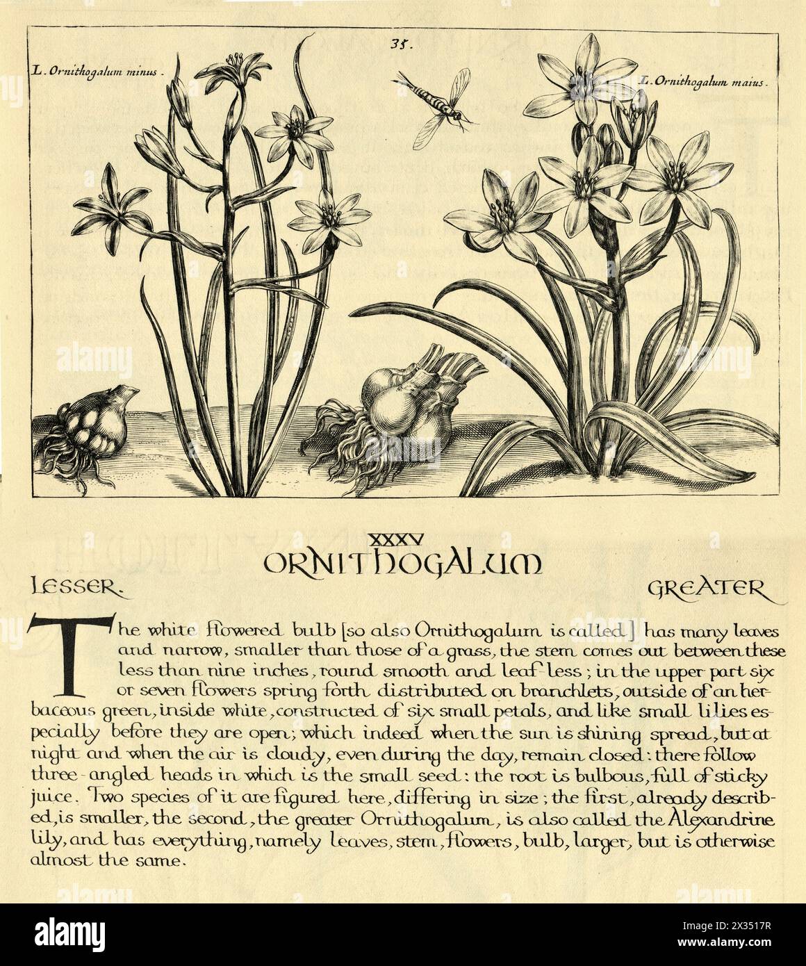 Botanical art print of Ornithogalum, perennial plant, bulb, Inscets, from Hortus Floridus by Crispin de Passe, Vintage illustration, 17th Century Stock Photo