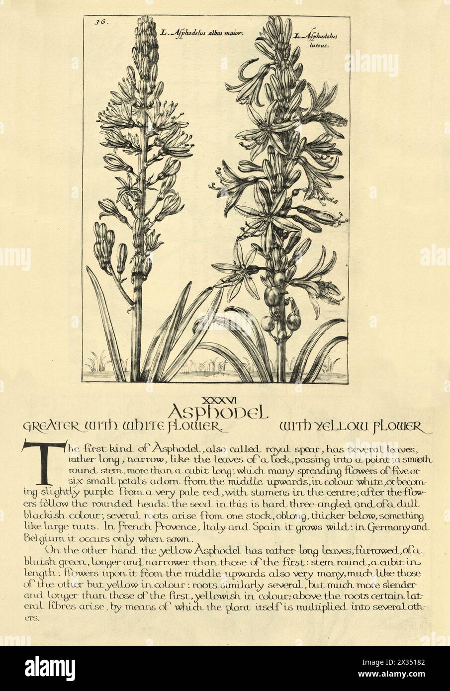 Botanical art print of Asphodel, Asphodelus, perennial flowering plant, from Hortus Floridus by Crispin de Passe, Vintage illustration, 17th Century Stock Photo
