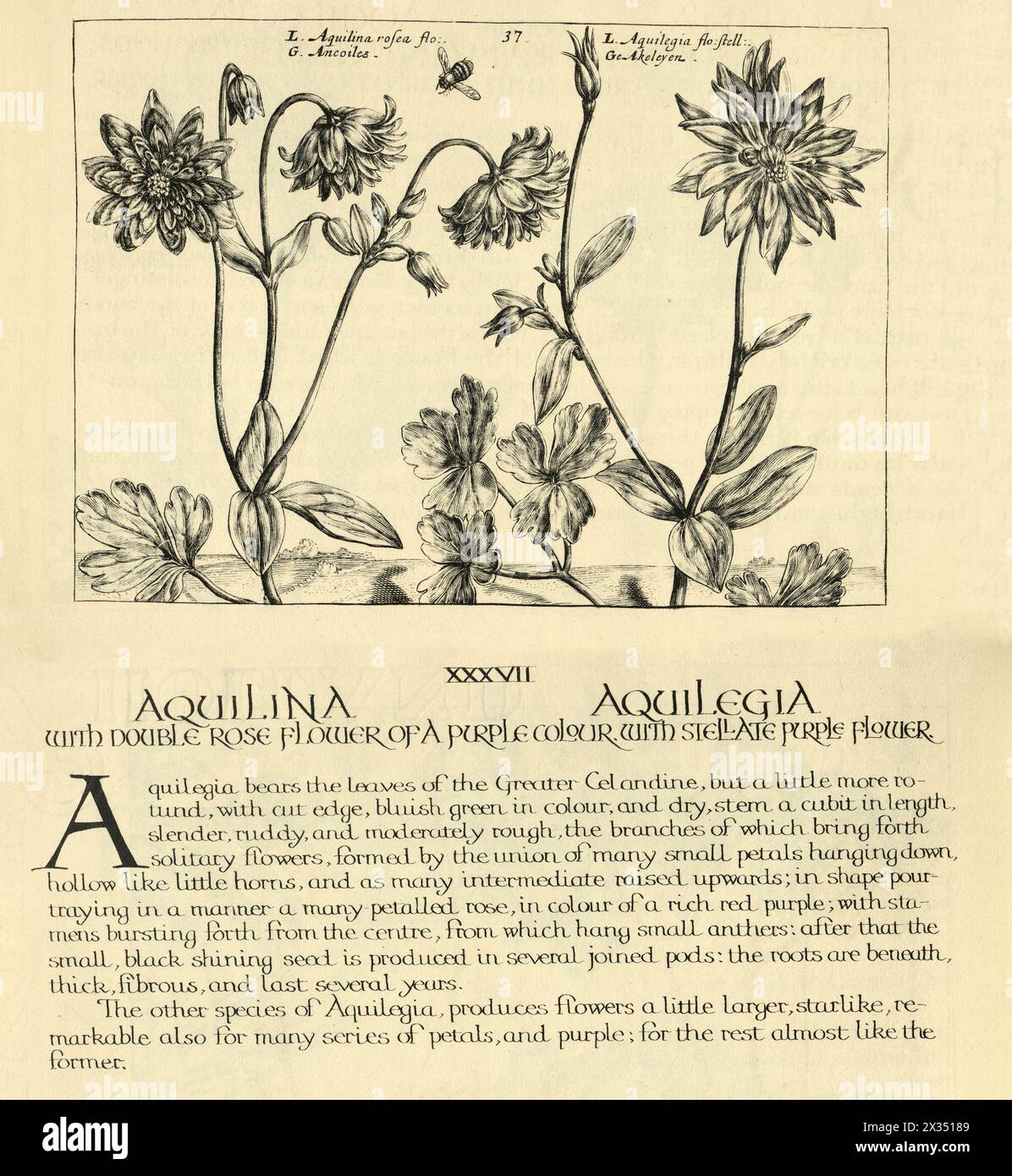 Botanical art print of Aquilegia, columbine, perennial flowering plant, from Hortus Floridus by Crispin de Passe, Vintage illustration, 17th Century Stock Photo