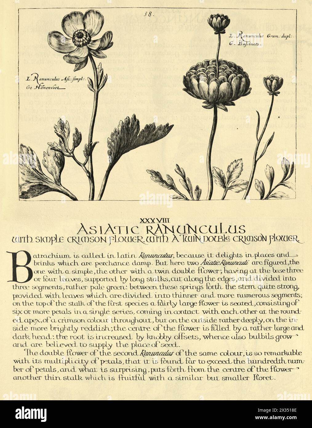 Botanical art print of Asiatic Ranunculus, Persian buttercup, herbaceous perennial flowering plant, from Hortus Floridus by Crispin de Passe, Vintage illustration, 17th Century Stock Photo