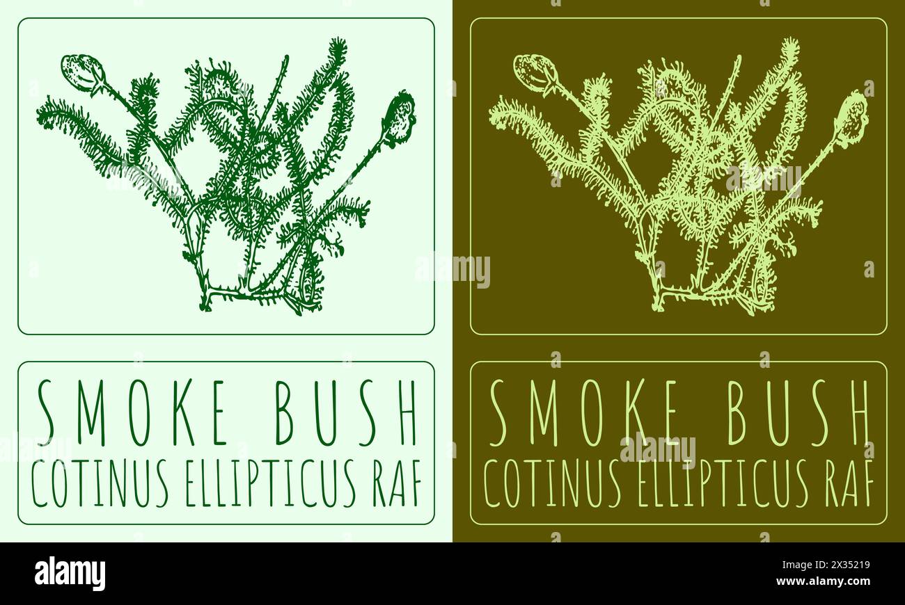 Vector drawing SMOKE BUSH. Hand drawn illustration. The Latin name is