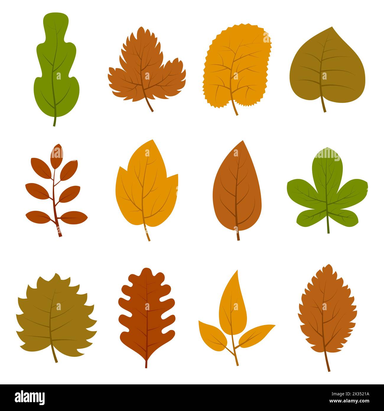Set of twelve different autumn leaves isolated on white background ...