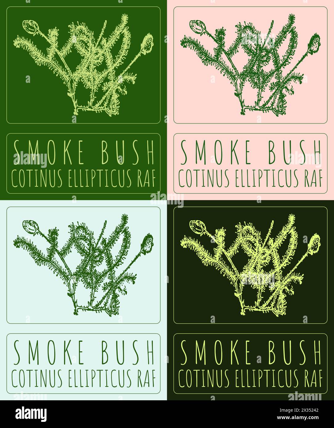 Set of vector drawing SMOKE BUSH in various colors. Hand drawn