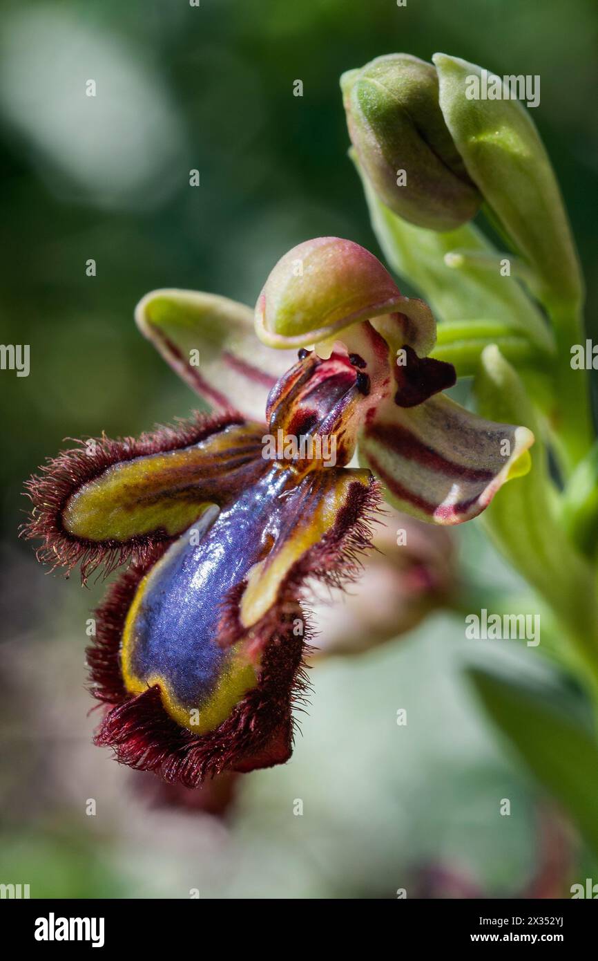 Mirror orchid (Ophrys speculum), Orchidaceae. Bulbous perennial herb, spontaneous orchid, wild plant. blue flowers. Stock Photo