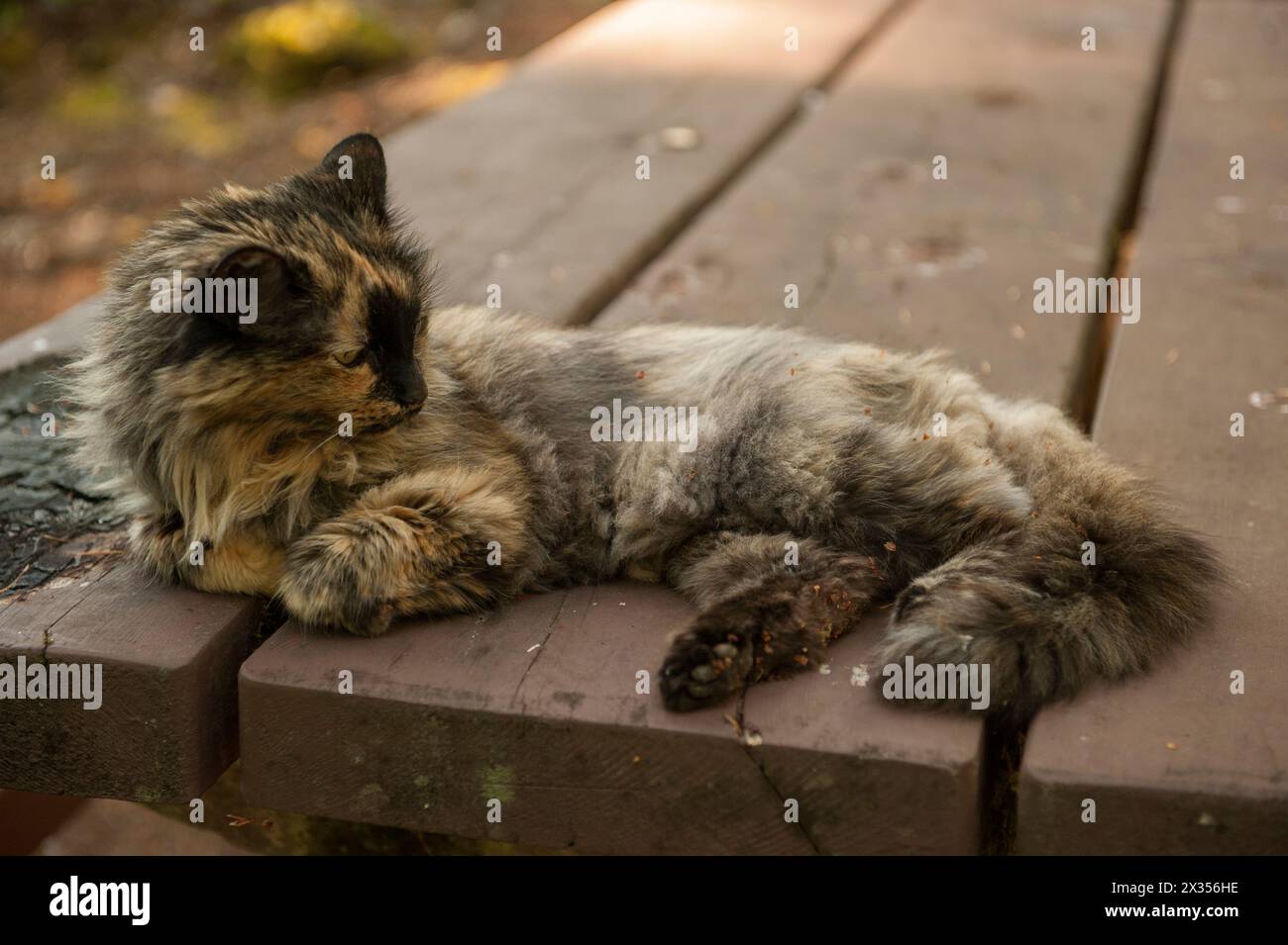 A tortoiseshell cat lying on a picnic table in a forest Stock Photo