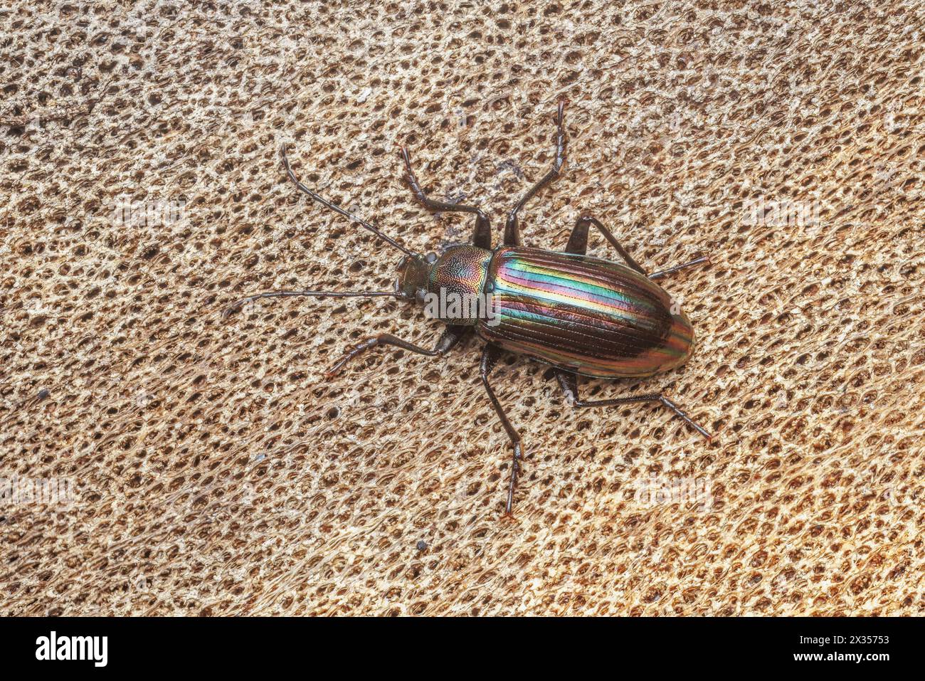 Darkling Beetle (Tarpela micans) aka Rainbow Beetle. Stock Photo