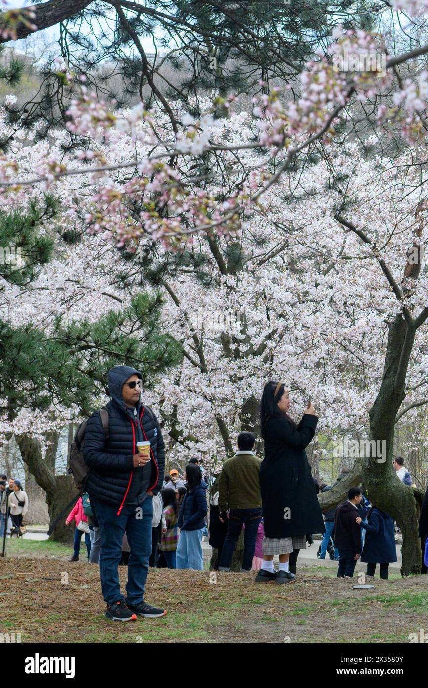 Toronto, ON, Canada – April 21, 2024: people enjoying cherry blossom ...