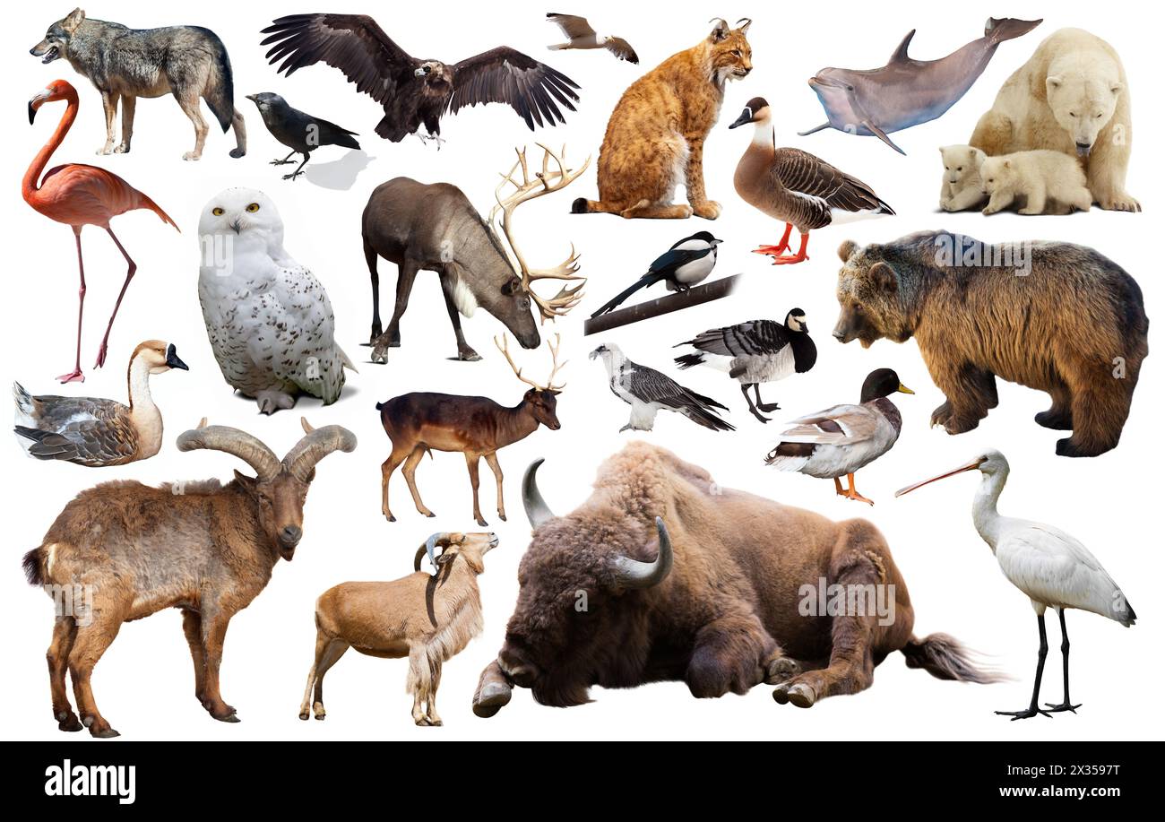 animal farm chapter 9 crossword puzzle answers