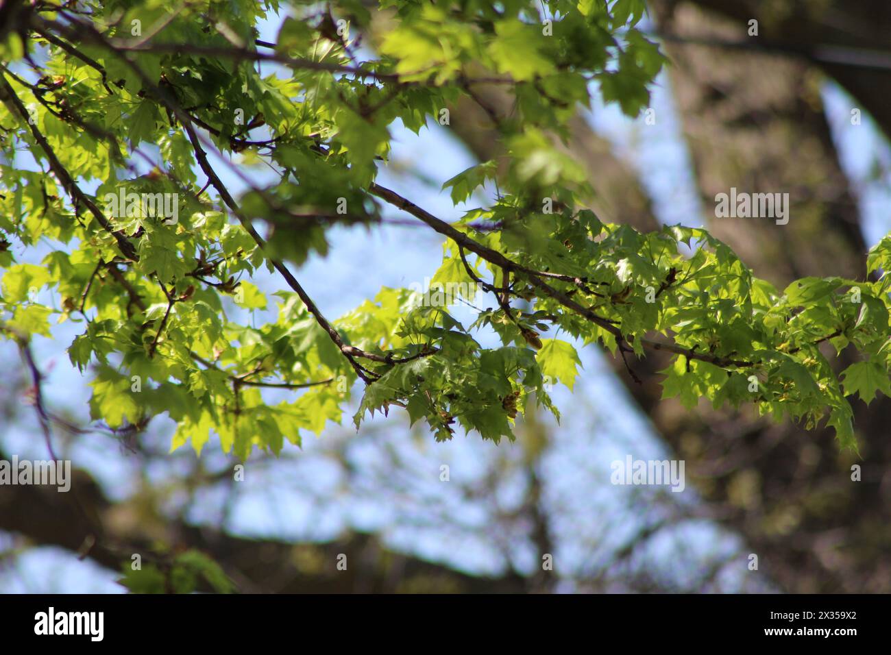 sunshine on leaves with blue skie and tree trunk Stock Photo