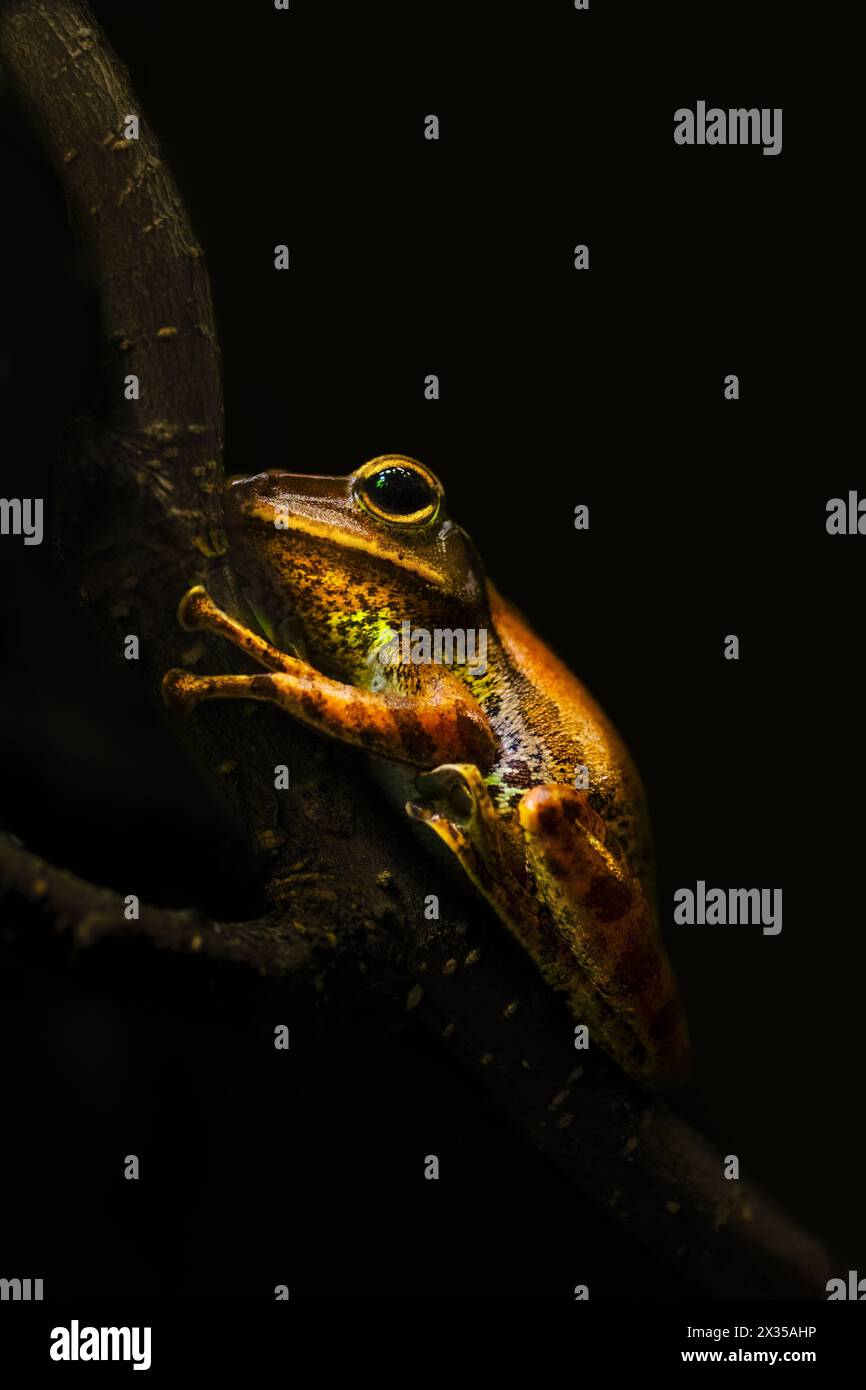 A side-view close-up of an orange tree frog (Hylidae) on a branch with a dark background, copy space Stock Photo