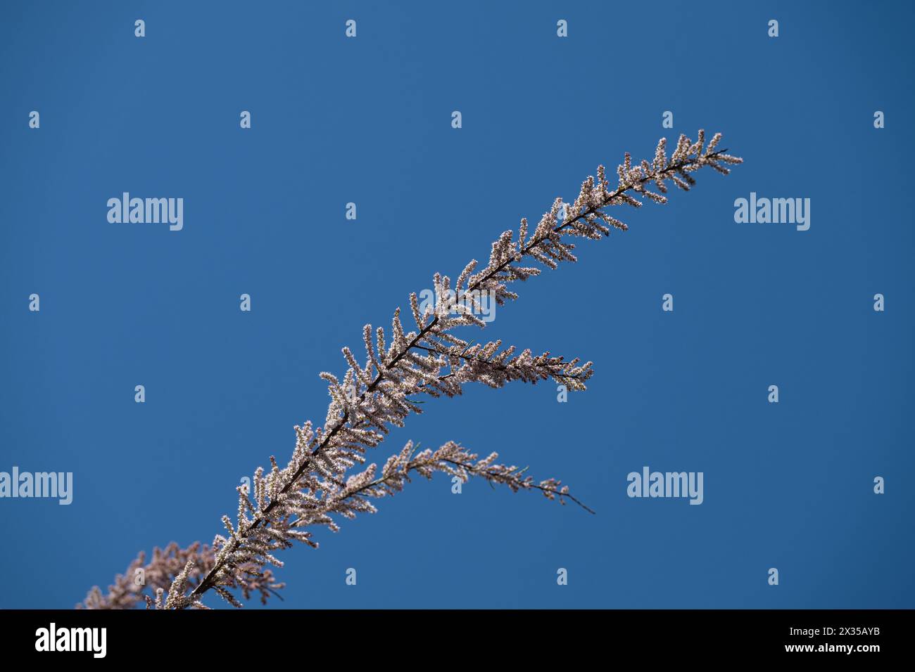 Blue sky background and branch of tamarisk plant of Tamaricaceae family. Stock Photo