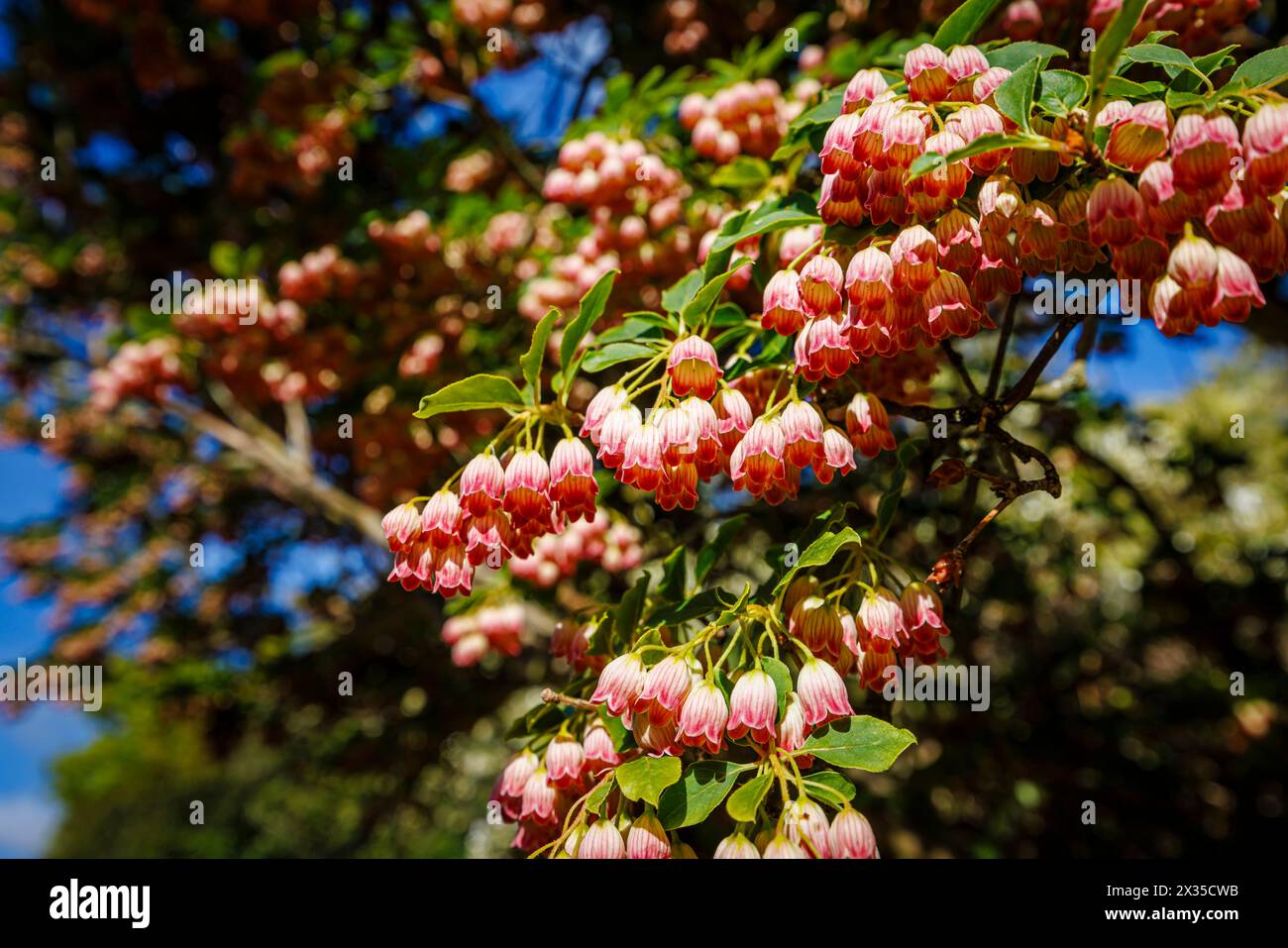 Creamy red veined bell-shape spring flowers of Redvein enkianthus ...
