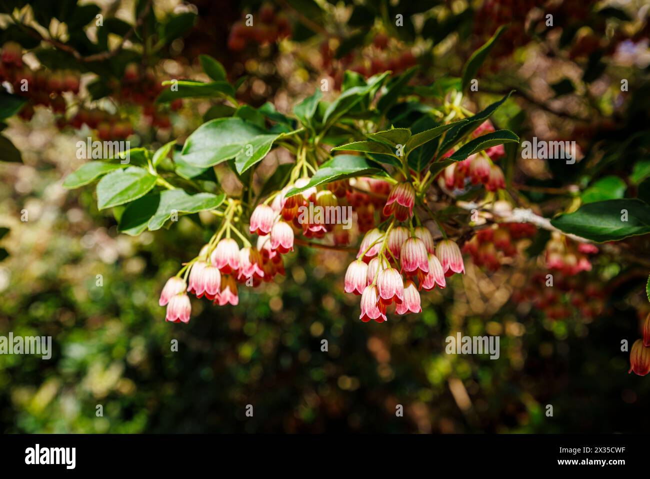 Creamy red veined bell-shape spring flowers of Redvein enkianthus, enkianthus campanulatus, in bloom, RHS Garden, Wisley, Surrey, south-east England Stock Photo
