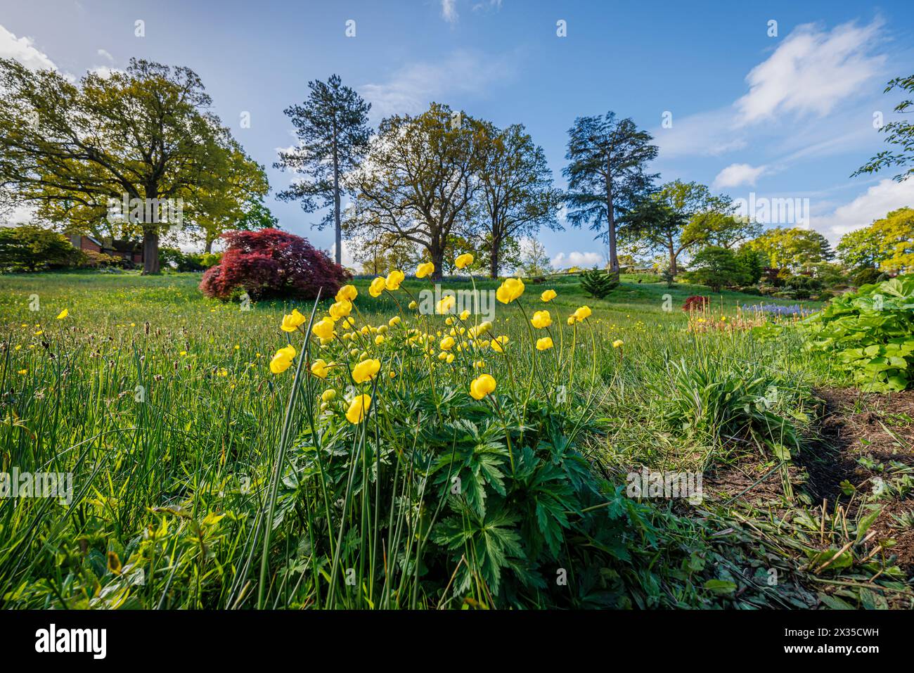 Yellow trollius flowering in the Alpine Meadow in RHS Garden, Wisley, surrey, south-east England in spring Stock Photo