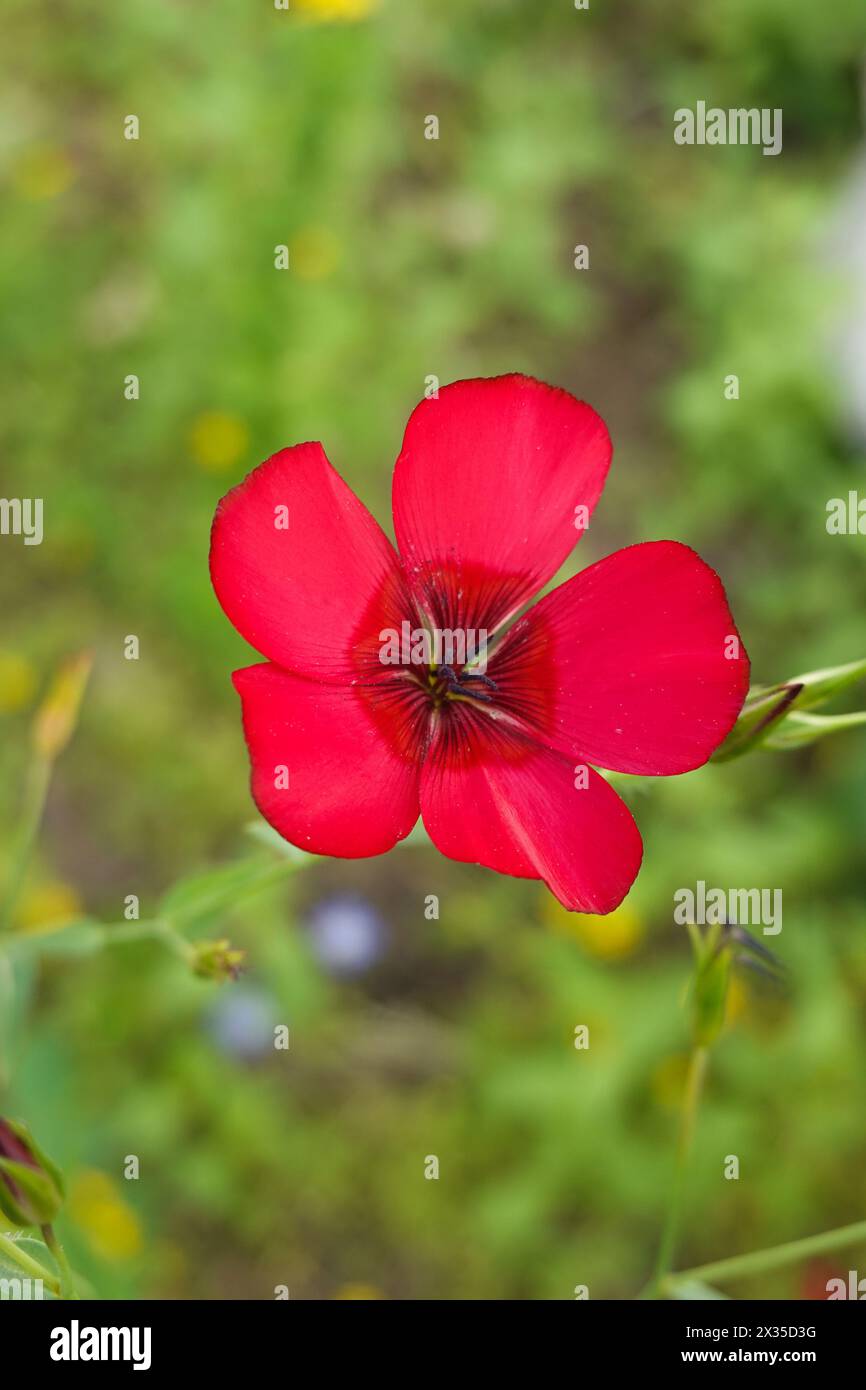 Linum grandiflorum .commonly known as flowering flax red flax scarlet flax or crimson flax . Southern California wildflowers . red flower Stock Photo