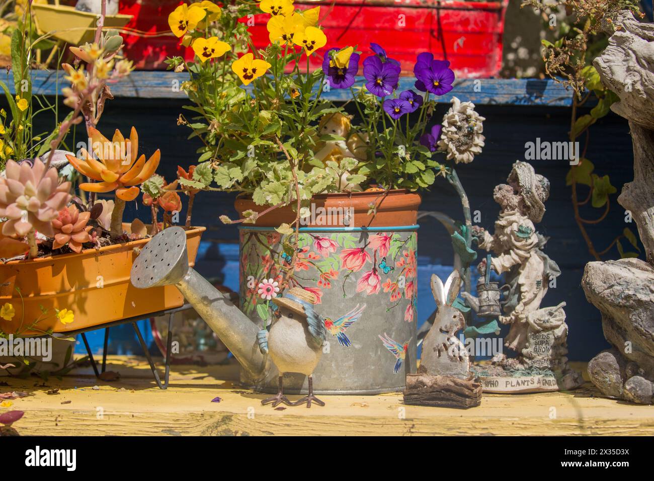 Galvanized watering can flower container in home garden containing colorful yellow and violet  violas Violaceae Stock Photo