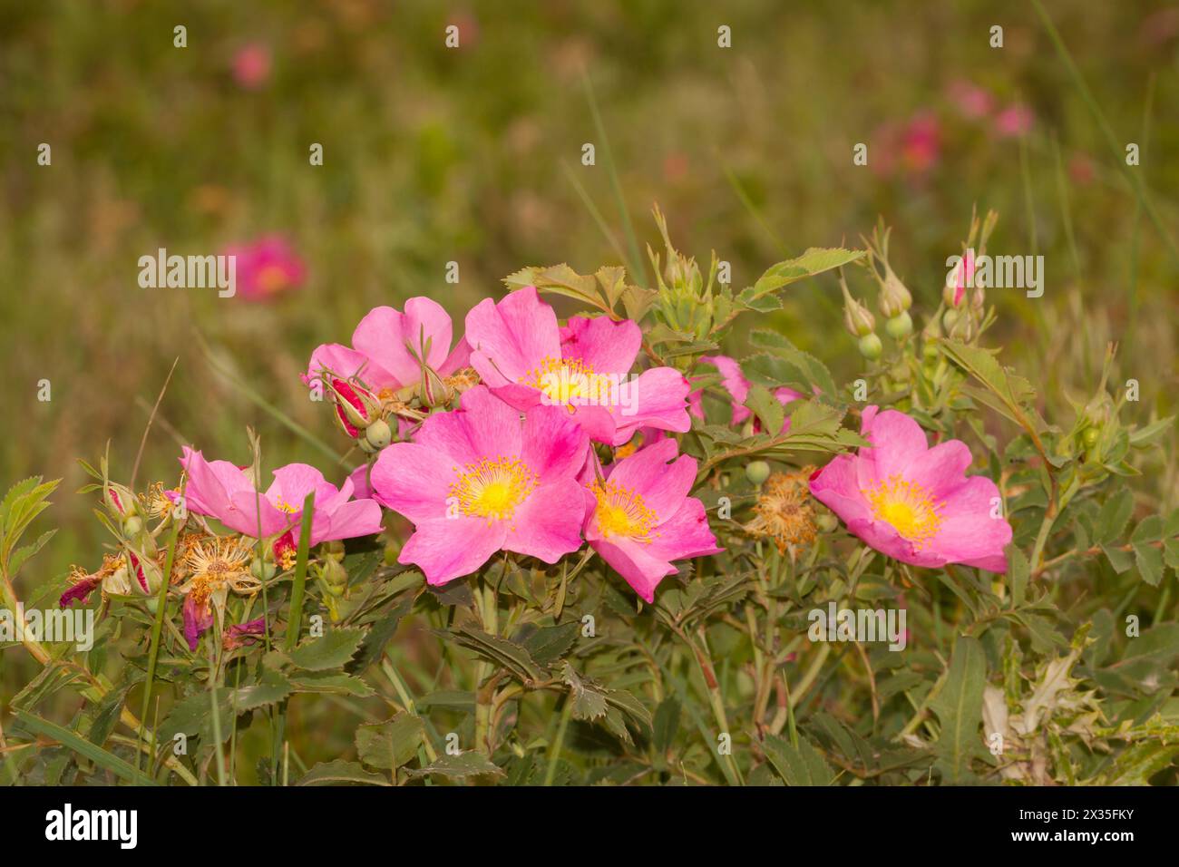 a bunch of wild rose flowers Stock Photo - Alamy
