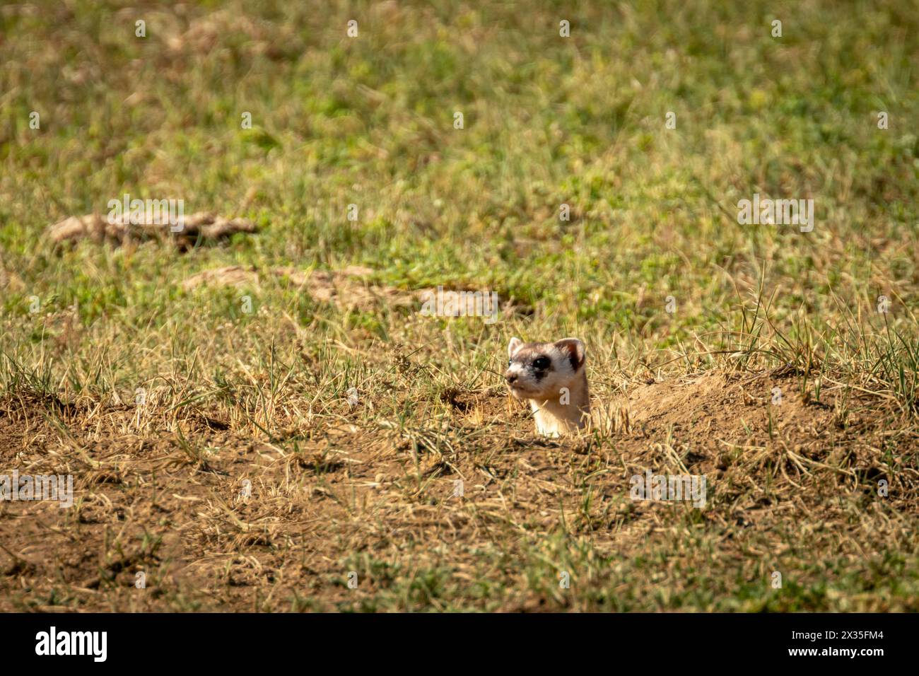 Black Footed Ferret looking out of burrow Stock Photo