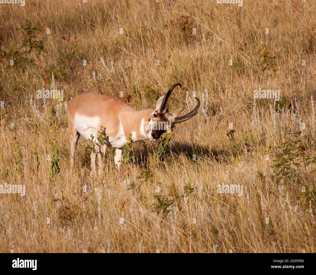Buck with rack hi-res stock photography and images - Alamy