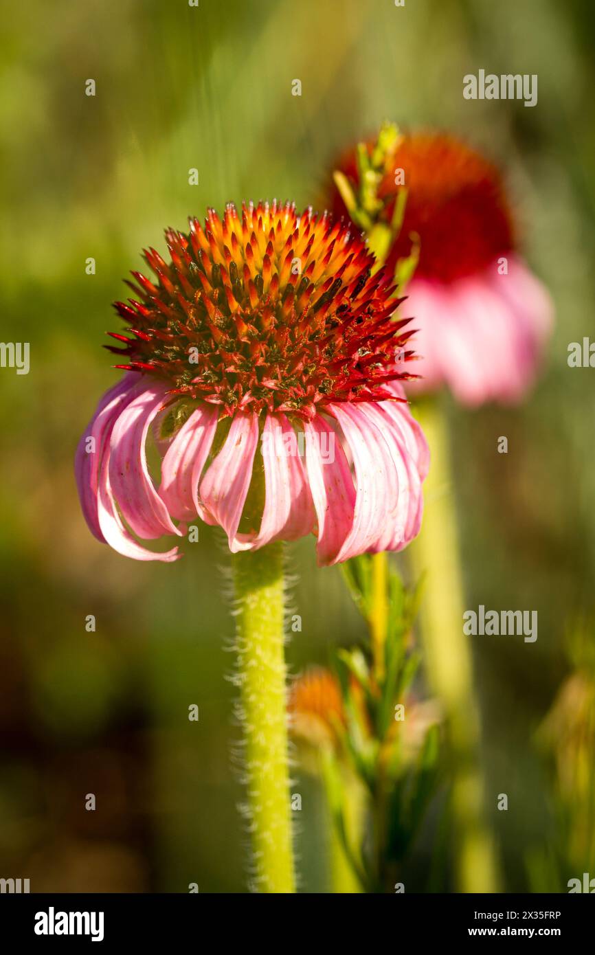 Pink Cone flower Fuly Open Stock Photo