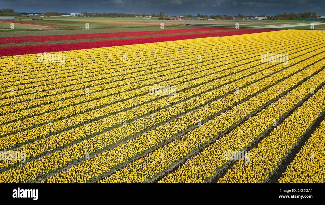 View of blooming tulip field and conditions for growing tulips in the Netherlands are perfect.The North Sea has a moderating influence on the climate, keeping winters mild, despite the latitude, and more importantly for tulips, keeping late spring and early summer very cool. Stock Photo