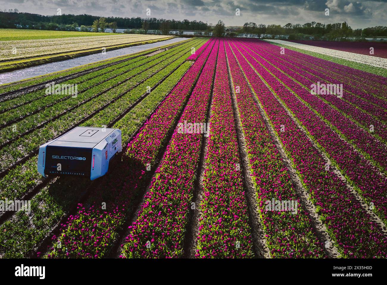 Noordwijkerhout, Netherlands. 24th Apr, 2024. View of tulip selection robot autonomously driving through the tulip field using GPS-RTK. Cameras scan the tulips, after which an AI (Artificial Intelligence) network analyzes the images for disease patterns. The treatment robot then takes care of treating the leaves. (Photo by Norbert Voskens/SOPA Images/Sipa USA) Credit: Sipa USA/Alamy Live News Stock Photo