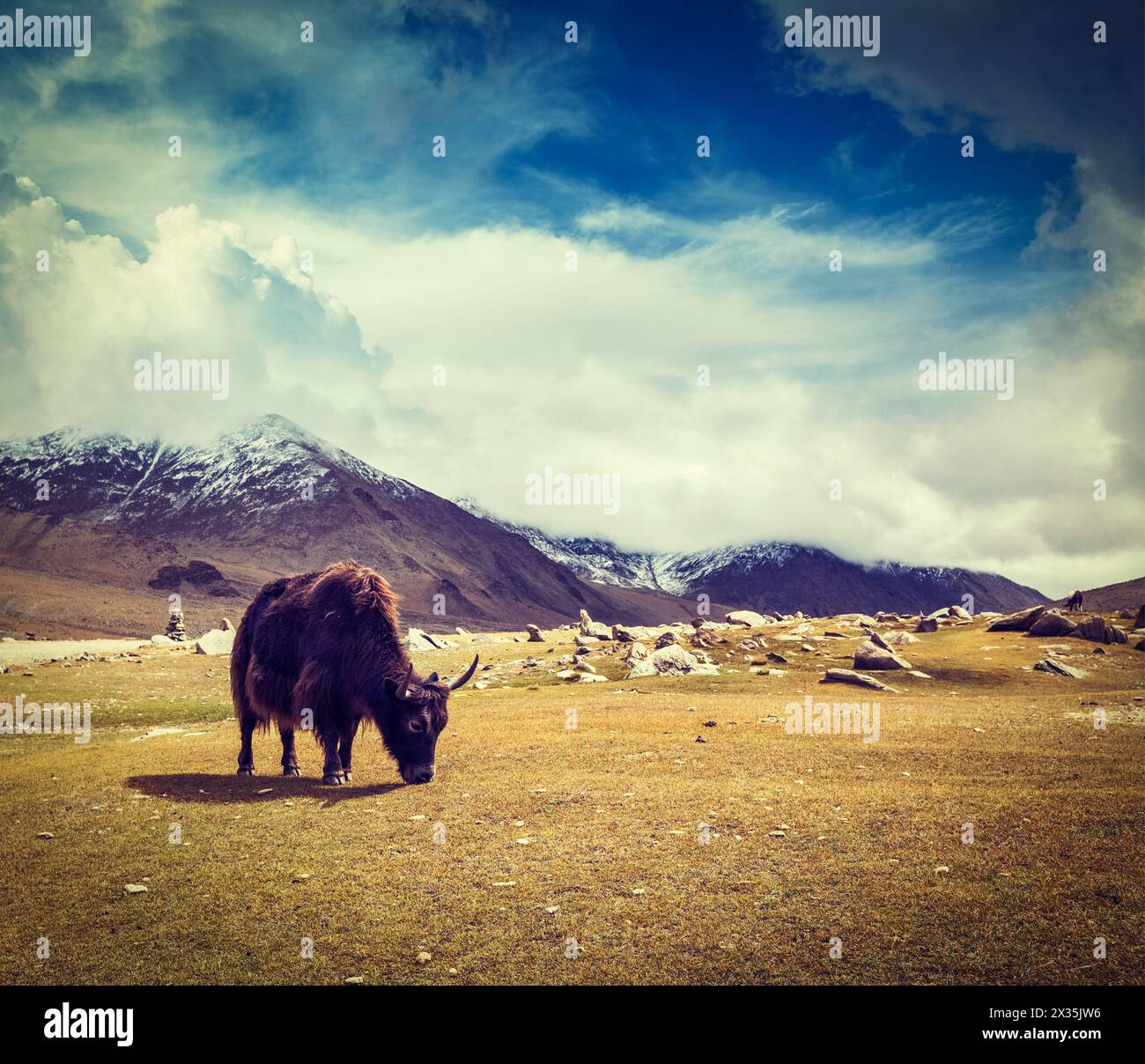Yak grazing in Himalayas Stock Photo