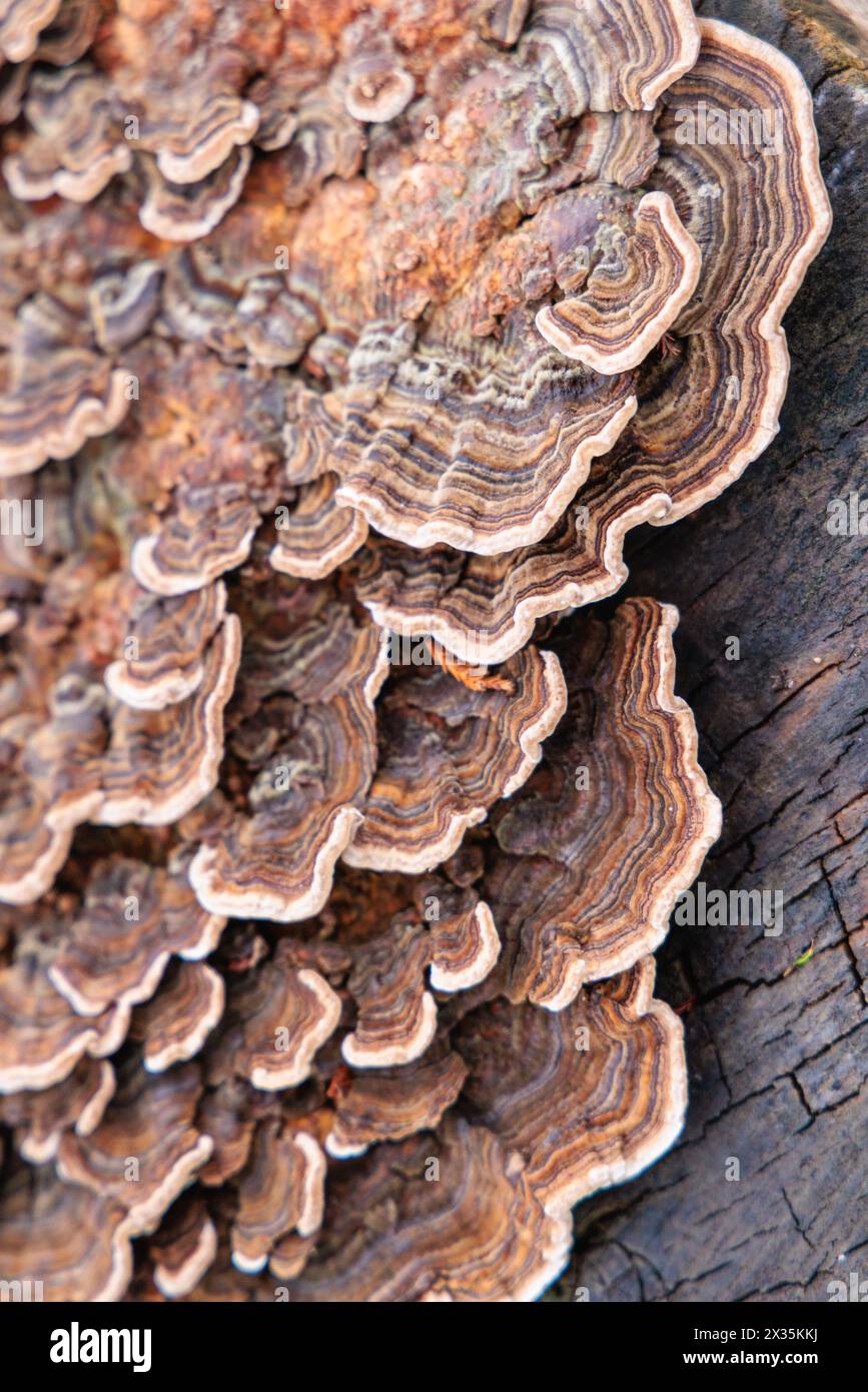 Layers of turkey tail tree fungus growing on a dead tree in Vancouver, Canada. Stock Photo