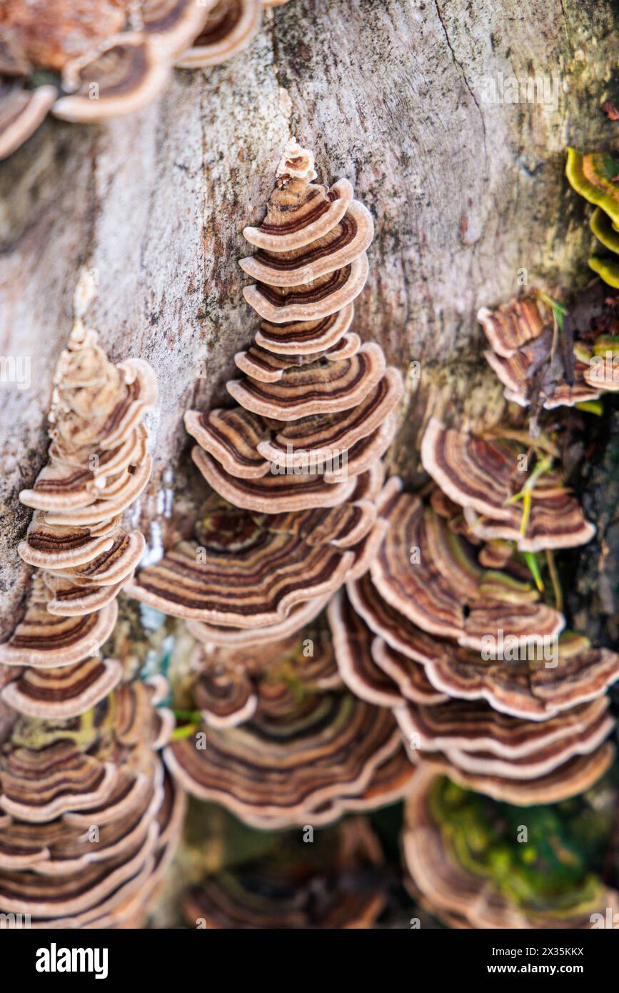 Layers of turkey tail tree fungus growing on a dead tree in Vancouver, Canada. Stock Photo