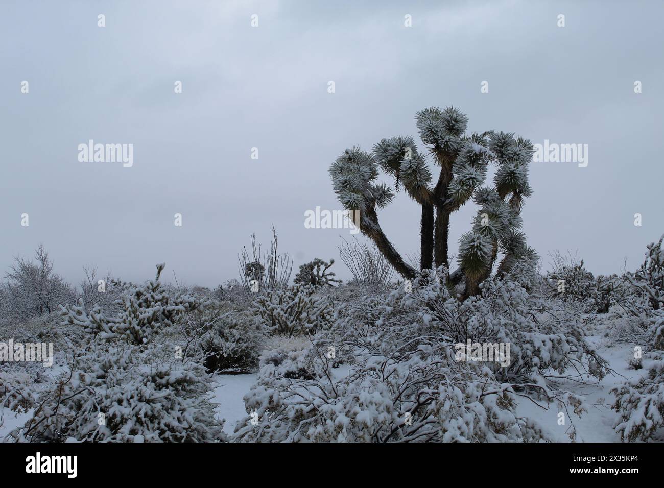 Snow in Mohave County, Mohave Desert Arizona, Joshua Trees Stock Photo ...