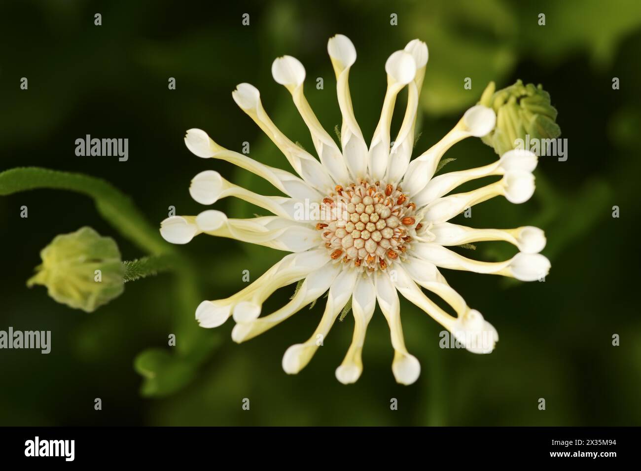 Cape daisy or Bornholm daisy 'Soprano Vanilla Spoon' (Dimorphotheca ecklonis, Osteospermum ecklonis), flower, ornamental plant, North Stock Photo