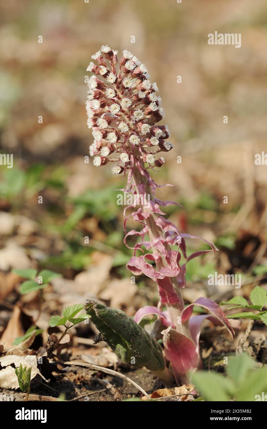 Butterbur (Petasites hybridus), inflorescence, North Rhine-Westphalia, Germany Stock Photo